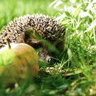 Igel die 2.