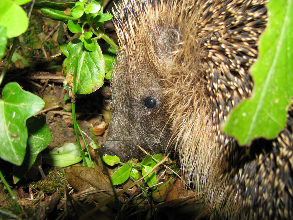 Igel die Erste