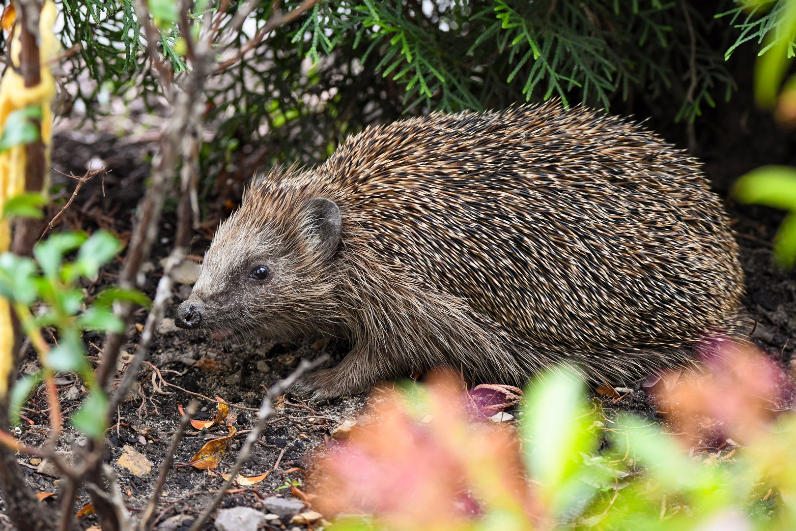 Igel