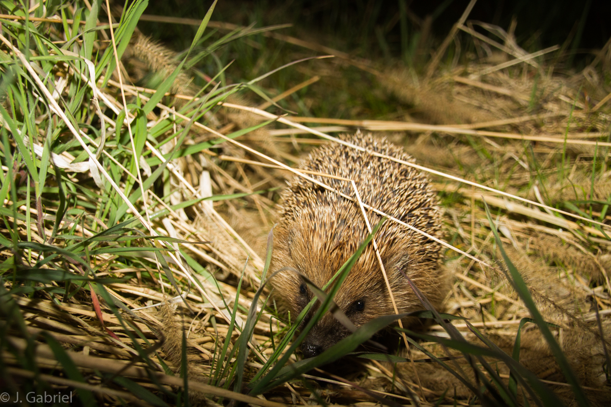 Igel