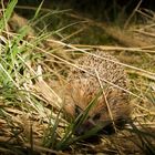 Igel