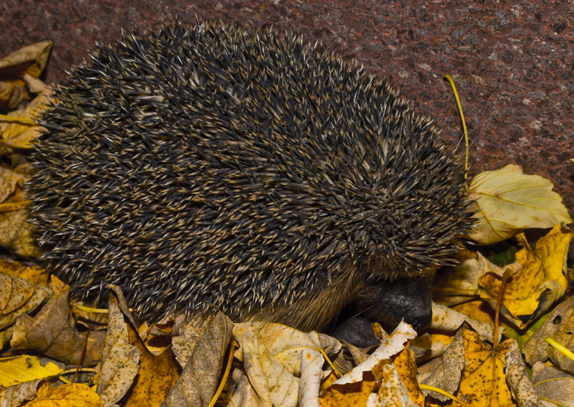 Igel