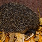 Igel