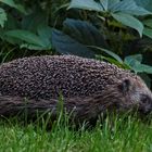 Igel