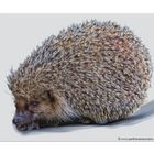 " Igel "