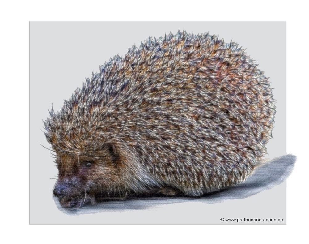 " Igel "