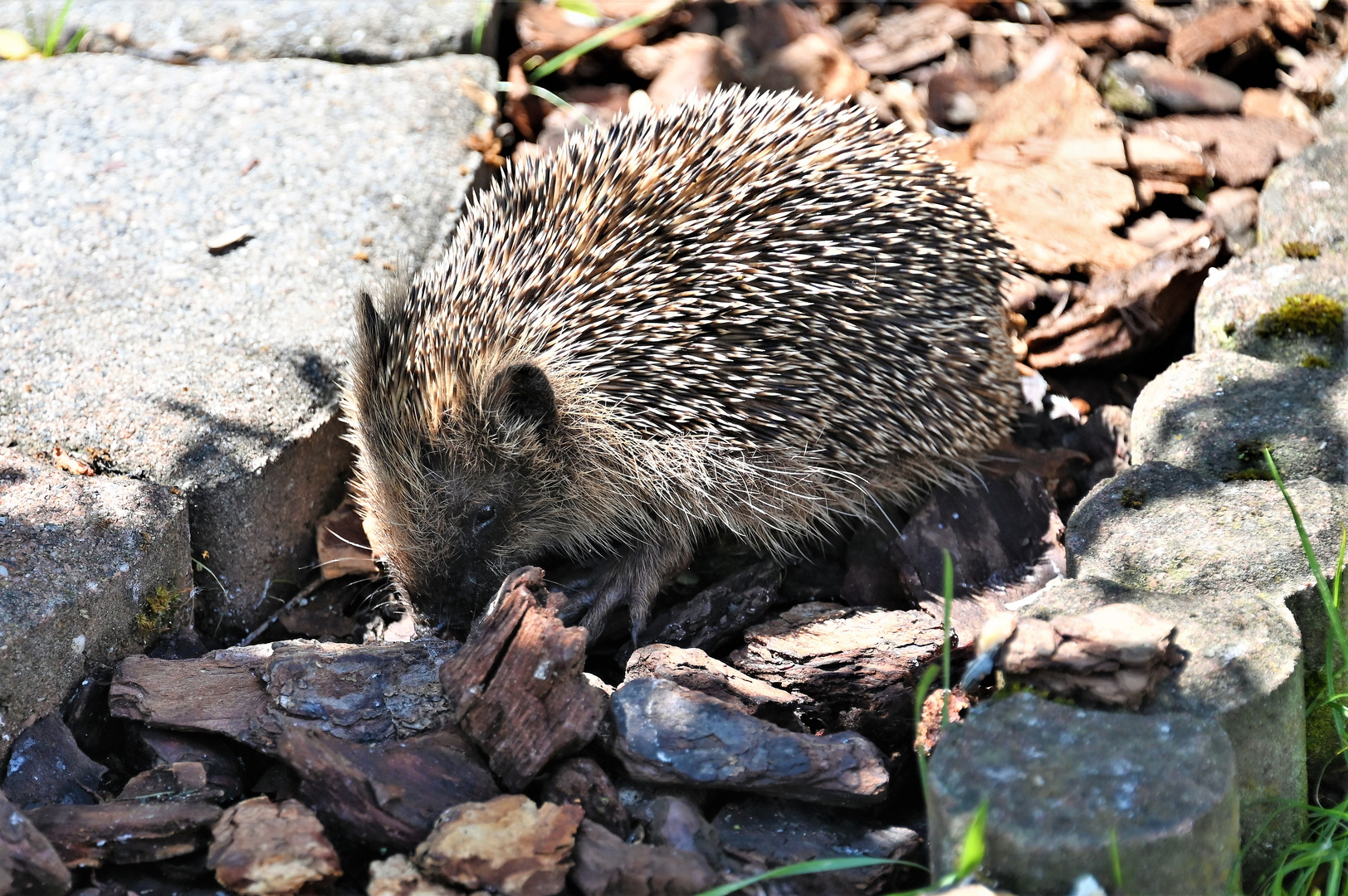 Igel 