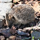 Igel 