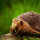 Igel