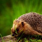 Igel