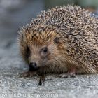 Igel - Ein echter Schweizer