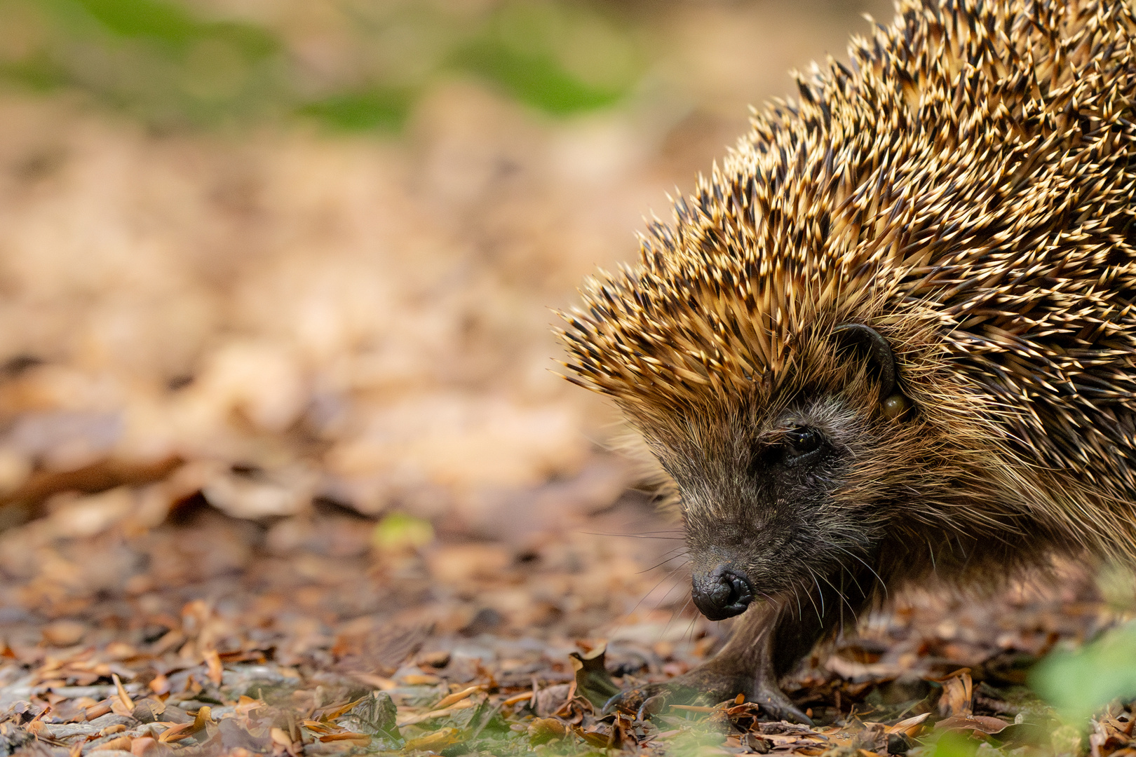 Igel (Erinaceidae)