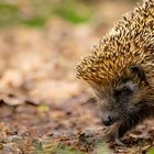 Igel (Erinaceidae)