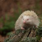  Igel - Erinaceidae       