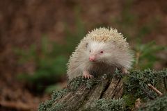  Igel - Erinaceidae       