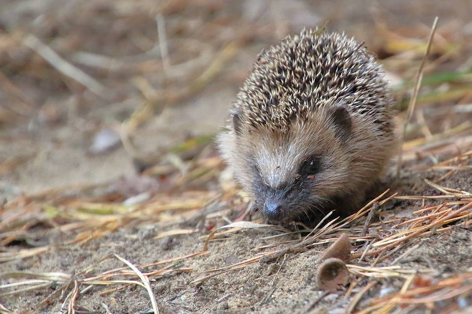 Igel - Erinaceus europaeus