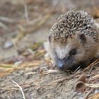 Igel - Erinaceus europaeus