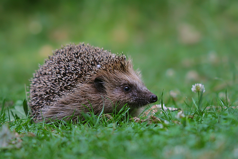 Igel (Erinaceus europaeus)