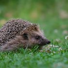 Igel (Erinaceus europaeus)