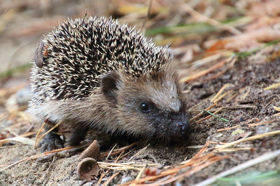 Igel - Erinaceus europaeus