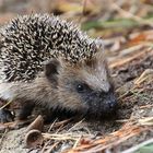 Igel - Erinaceus europaeus