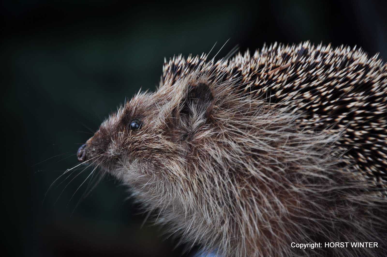 Igel (Erinaceus europaeus)