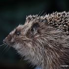 Igel (Erinaceus europaeus)