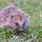 Igel (Erinaceus roumanicus)