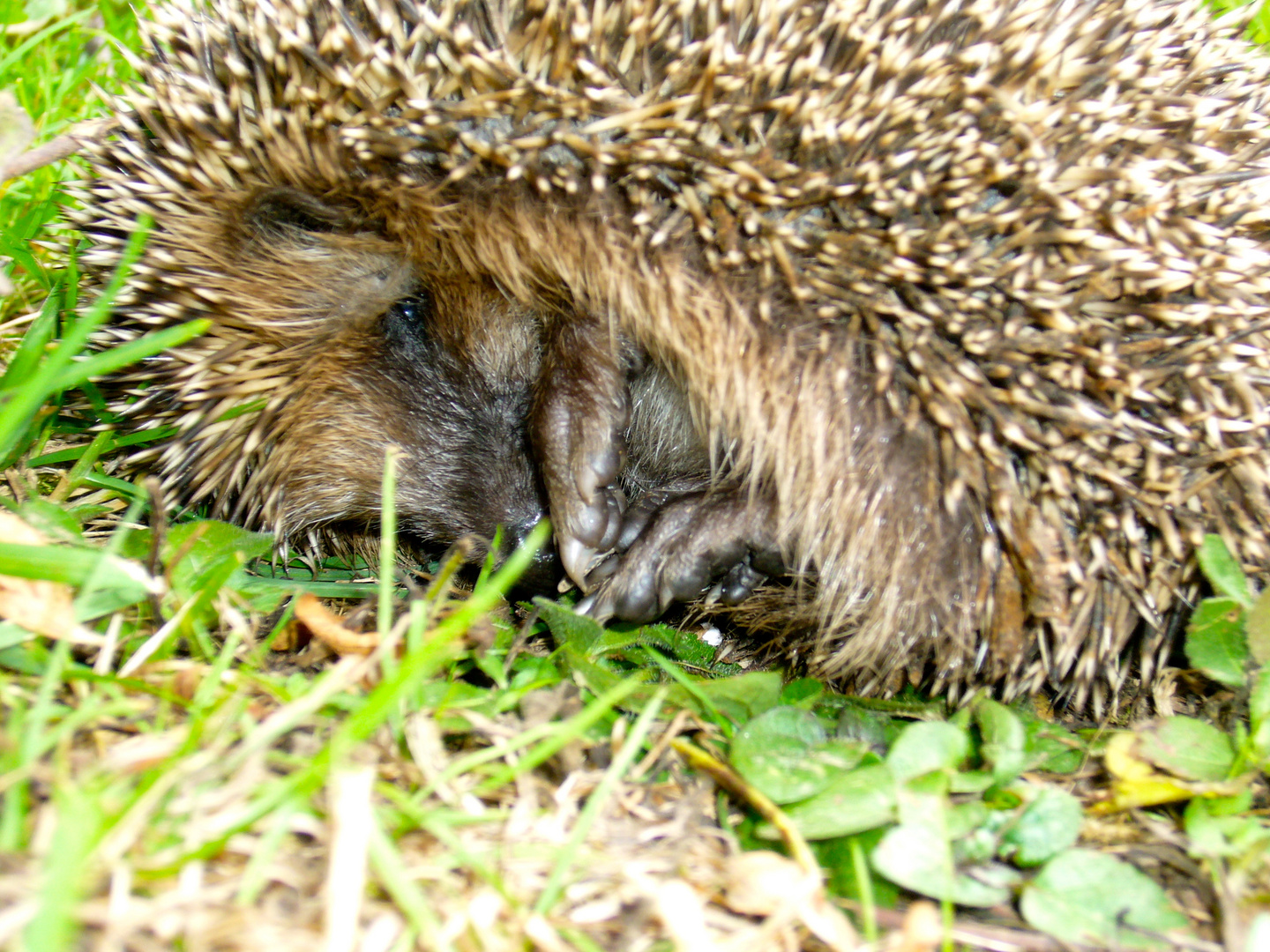 Igel