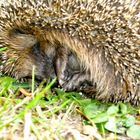 Igel