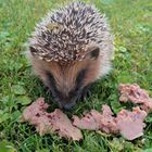 Igel