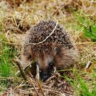 Igel