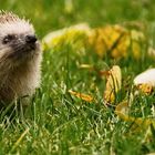 Igel