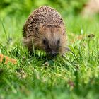 Igel