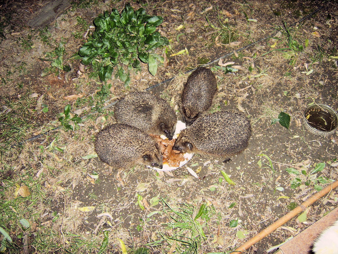 Igel-Familie im Garten