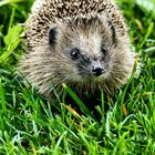 Igel