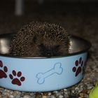 Igel