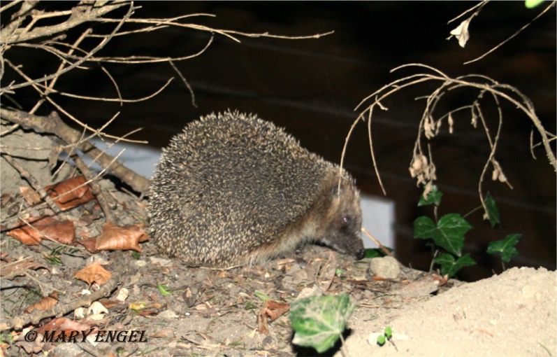 Igel