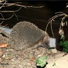 Igel