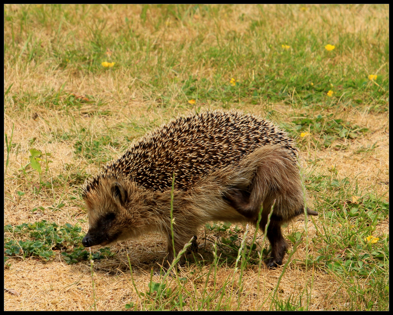 Igel 