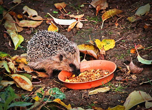 Igel - Fit fürs Überwintern