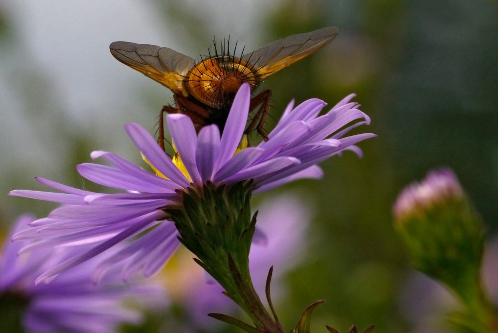 Igel-Fliege?