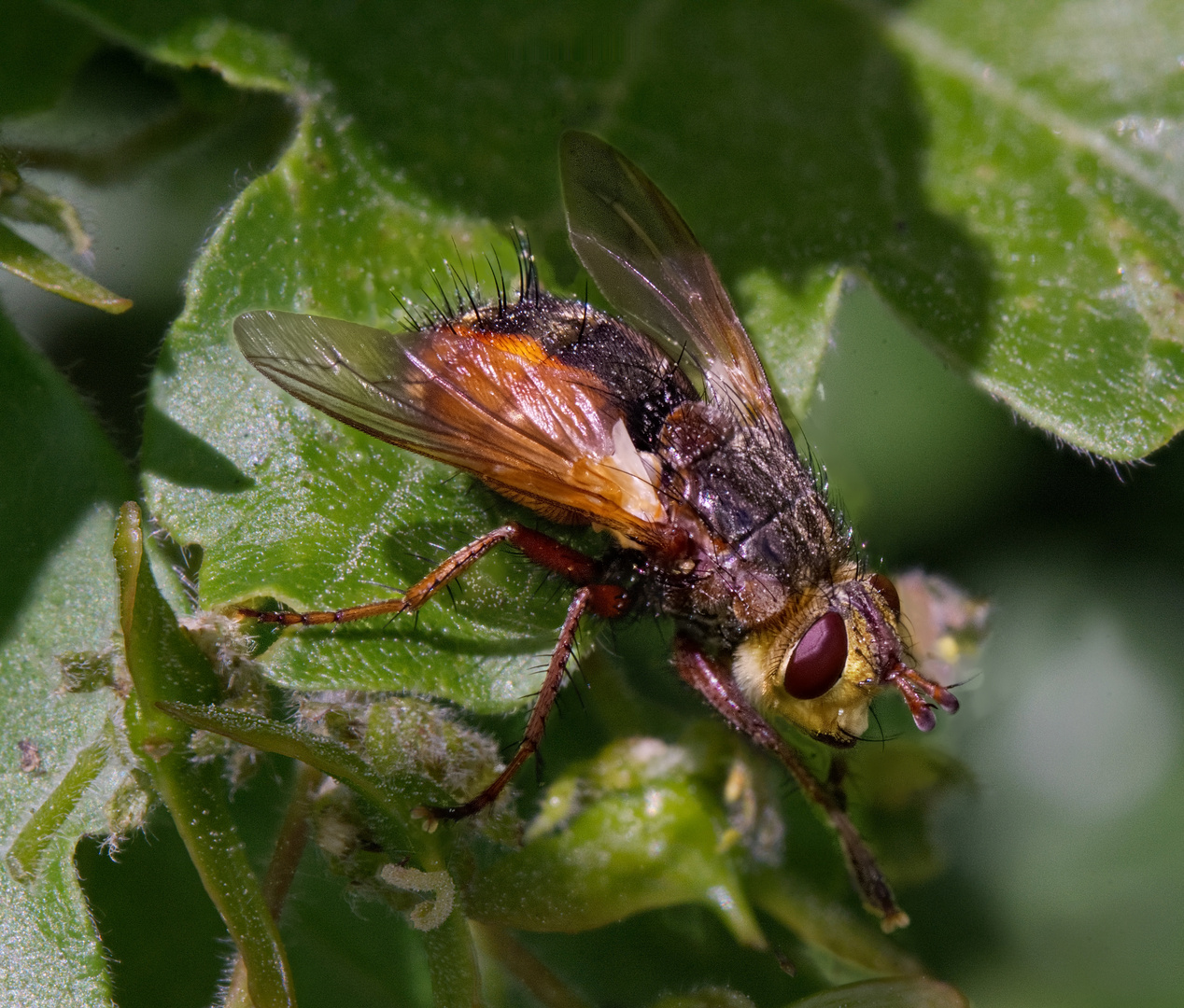 Igel-Fliege (Tachina fera)