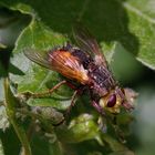 Igel-Fliege (Tachina fera)