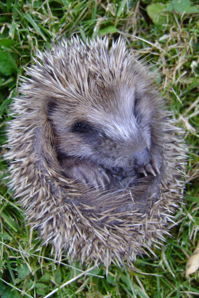   Igel - Garten