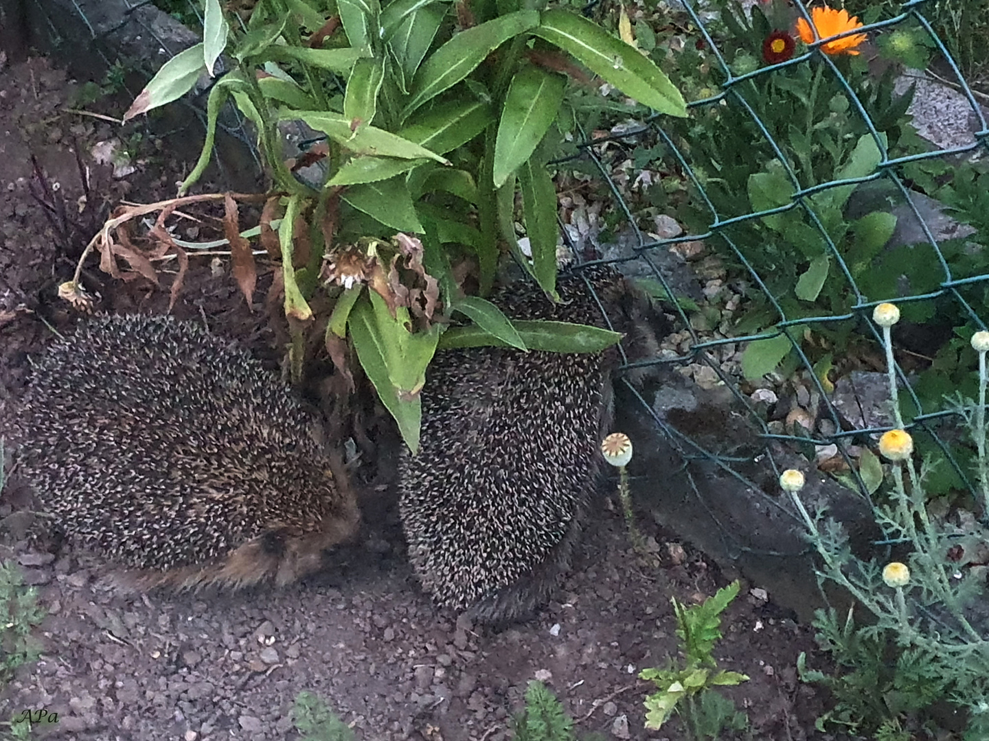 Igel-Garten-Mitbewohner**