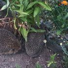 Igel-Garten-Mitbewohner**