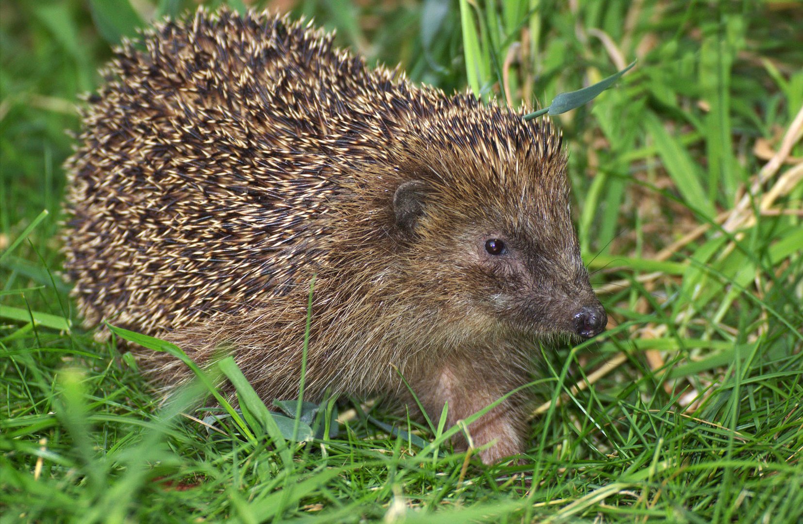 Igel-Grashalm-Einhorn