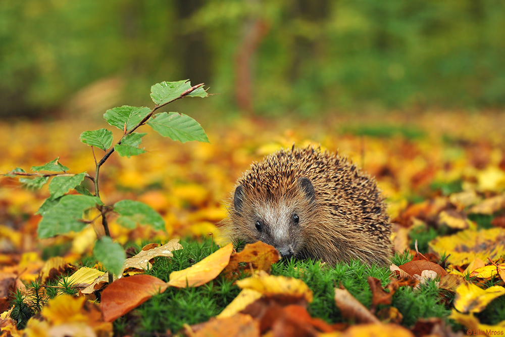 Igel Herbst Foto & Bild | tiere, wildlife, säugetiere ...