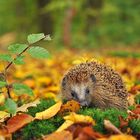 Igel Herbst